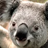 Google Profile Image of a Koala